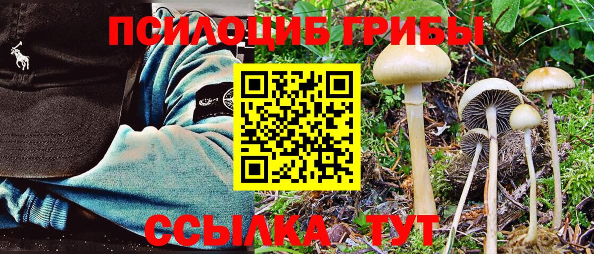Галлюциногенные грибы Psilocybe Щёлково